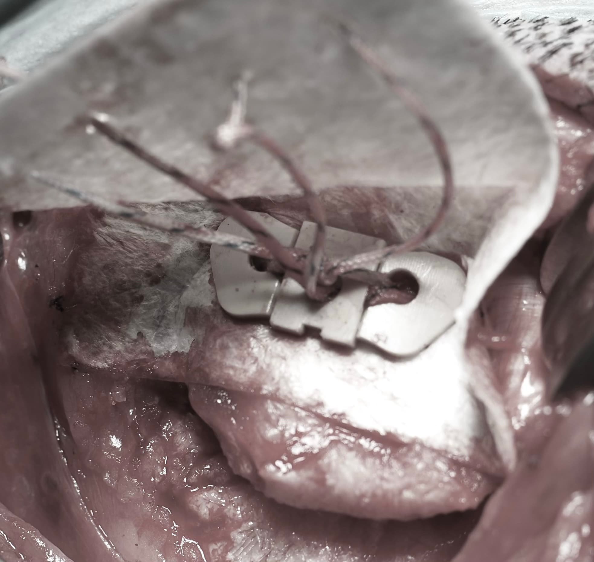 WingHeal animal experiment results